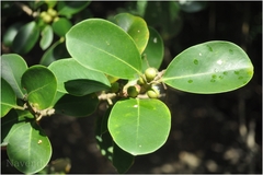 Ficus microcarpa